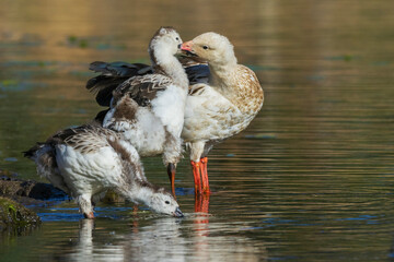 Andean goose parent preens youngster at wetland area in central Peru