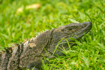Costa Rica, Parque Nacional Carara. Black iguana close-up.