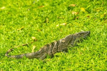 Costa Rica, Parque Nacional Carara. Black iguana close-up.