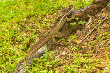Costa Rica, Parque Nacional Carara. Male common basilisk lizard close-up.