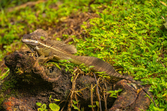 Costa Rica, Parque Nacional Carara. Male common basilisk lizard close-up.