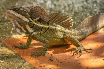 Costa Rica, Parque Nacional Carara. Male common basilisk lizard close-up.