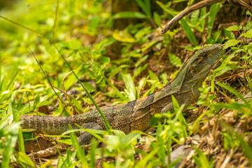 Costa Rica, Parque Nacional Carara. Black iguana close-up.