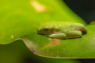 Costa Rica, Parque Nacional Carara. Green frog on leaf.