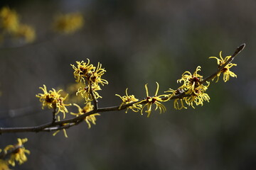 春一番に咲く花