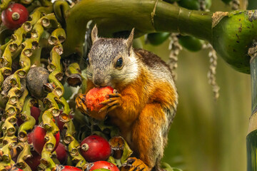 Costa Rica, Parque Nacional Carara. Variegated squirrel eating fruit.