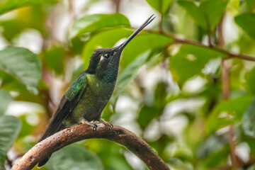 Costa Rica, Cordillera de Talamanca. Talamanca hummingbird displaying.