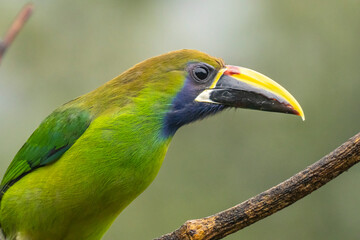 Costa Rica, Cordillera de Talamanca. Emerald toucanet bird close-up.