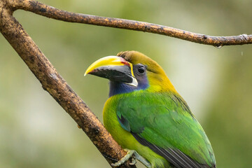 Costa Rica, Cordillera de Talamanca. Emerald toucanet bird close-up.