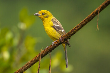 Costa Rica, Cordillera de Talamanca. Female flame-colored tanager close-up.