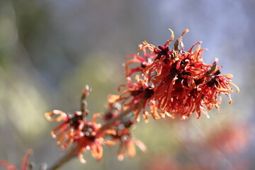 春一番に咲く花
