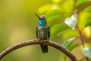 Costa Rica, Cordillera de Talamanca. Talamanca hummingbird displaying.