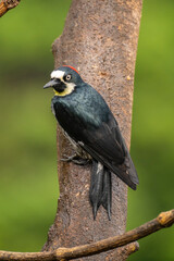 Costa Rica, Cordillera de Talamanca. Close-up of acorn woodpecker on tree.