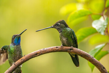 Costa Rica, Cordillera de Talamanca. Talamanca hummingbird male displaying to female.