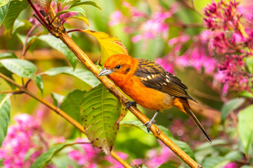 Costa Rica, Cordillera de Talamanca. Male flame-colored tanager bird on limb.