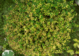 Top view of Pilea depressa variegata, showcasing its dense mat of tiny green and yellow variegated leaves in a natural garden setting
