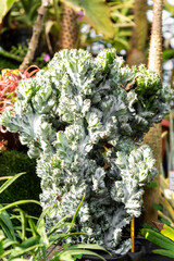 Euphorbia lactea Cristata plant with unique fan-shaped green and silver growth, showcased in a...