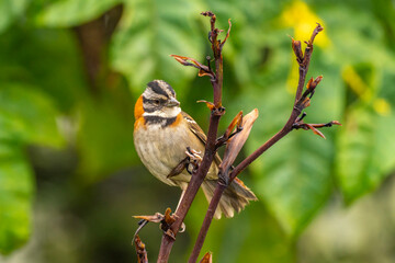 Costa Rica, Cordillera de Talamanca. Rufous-collared sparrow close-up.