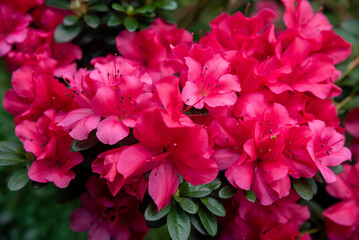 Bright pink rhododendron flowers with lush green leaves in a close-up view, showcasing their vibrant color and delicate details