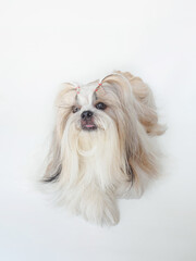 Shih Tzu dog with long fur sitting on white background, looking happy and playful.