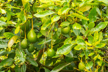 Costa Rica, Cordillera de Talamanca. Avocados on tree.