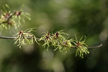 春一番に咲く花