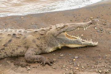 Costa Rica, Parque Nacional Carara. American crocodile close-up.