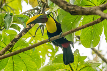 Costa Rica. Chestnut-mandibled toucan close-up. © Danita Delimont