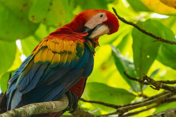 Costa Rica, Parque Nacional Carara. Scarlet macaw preening in tree.