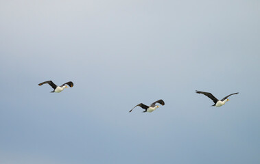  Pied Cormorant (Phalacrocorax varius) flying birds with isolated background.