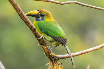 Costa Rica, Cordillera de Talamanca. Emerald toucanet bird close-up.