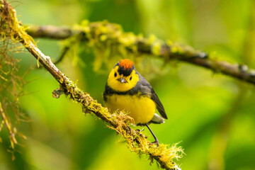 Costa Rica, Cordillera de Talamanca. Collared redstart bird close-up.