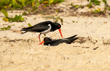 The pied oystercatcher (Haematopus longirostris) nesting in the sand.
