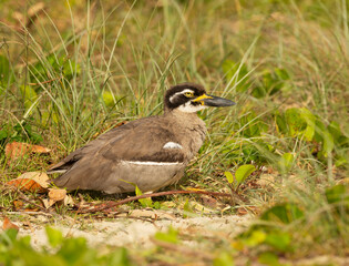  beach stone-curlew (Esacus magnirostris) nesting bird, endangered species.