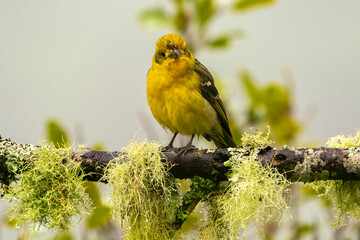 Costa Rica, Cordillera de Talamanca. Summer tanager female close-up.