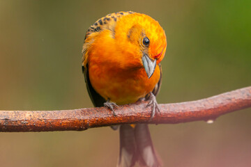 Costa Rica, Cordillera de Talamanca. Male flame-colored tanager bird close-up.