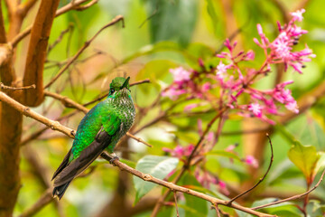 Costa Rica, Cordillera de Talamanca. Green-crowned brilliant hummingbird close-up.