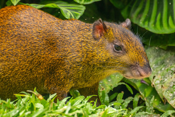 Costa Rica, Tuis Valley. Agouti animal close-up.