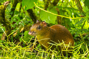 Costa Rica, Tuis Valley. Agouti animal close-up.