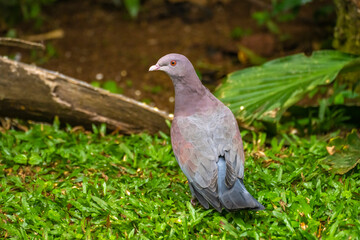 Costa Rica, Tuis Valley. Pale-vented pigeon bird close-up.