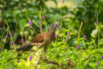 Costa Rica, Tuis Valley. Grey-headed chachalaca close-up.