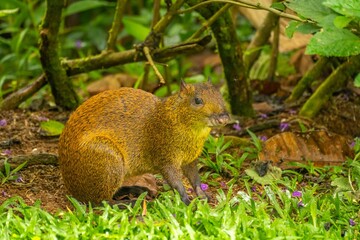 Costa Rica, Tuis Valley. Agouti animal close-up.