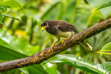 Costa Rica, Tuis Valley. Brown jay close-up.