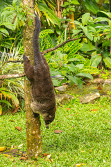 Costa Rica, Tuis Valley. Close-up of coatimundi upside down on tree.
