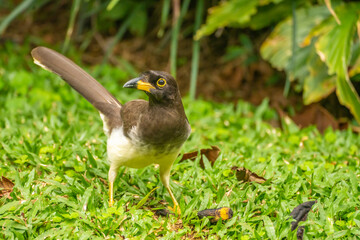 Costa Rica, Tuis Valley. Brown jay on grass.