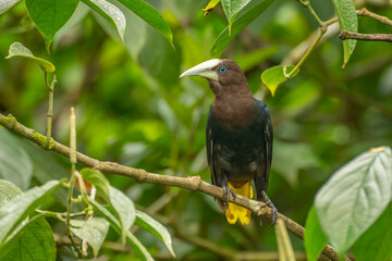 Costa Rica. Chestnut-headed oropendola bird in tree.
