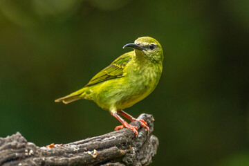 Costa Rica. Red-legged honeycreeper female on stump.