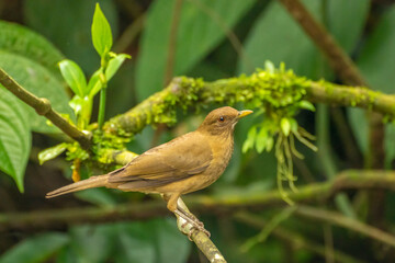 Costa Rica. Clay-colored thrush bird on limb.