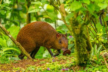 Costa Rica, Tuis Valley. Agouti animal close-up.