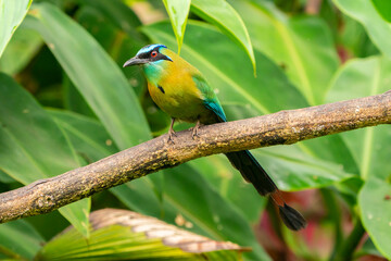 Costa Rica, Tuis Valley. Lesson's motmot bird close-up.